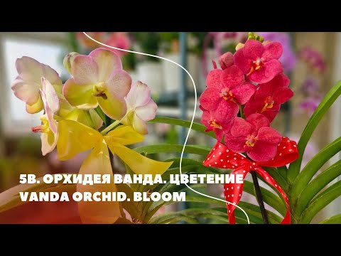 Видео: 5В. Орхидея Ванда. Цветение.Vanda orchid. Blooming.