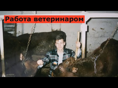 Видео: Где может работать ветеринар? Стоит ли учиться на ветеринара?