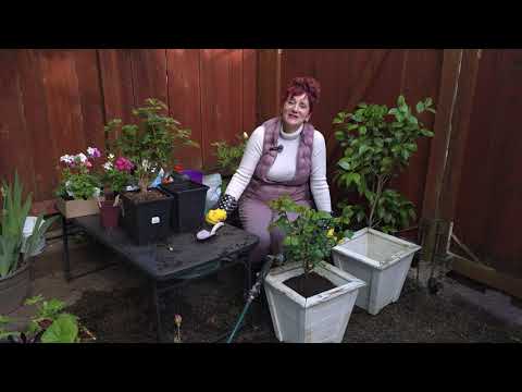 Видео: Королеви у вашому саду: як правильно посадити троянду в контейнер