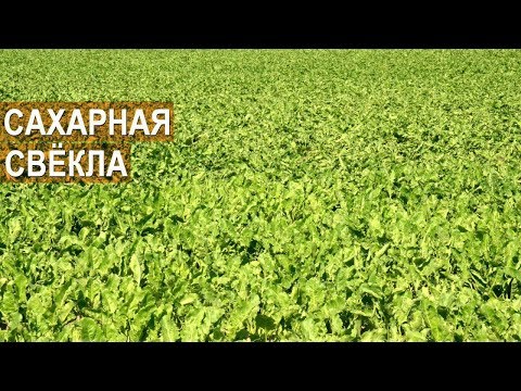 Видео: Выращивание сахарной свеклы. КФХ Колесниковых.