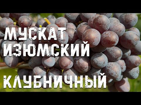 Видео: Виноград Мускат Изюмский и Клубничный в Беларуси (25.09.22)