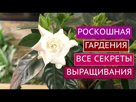 Видео: САМЫЙ АРОМАТНЫЙ ЦВЕТОК В МОЕМ ДОМЕ!