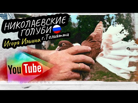 Видео: Николаевские голуби Игоря Ильина г.Тольятти 2024