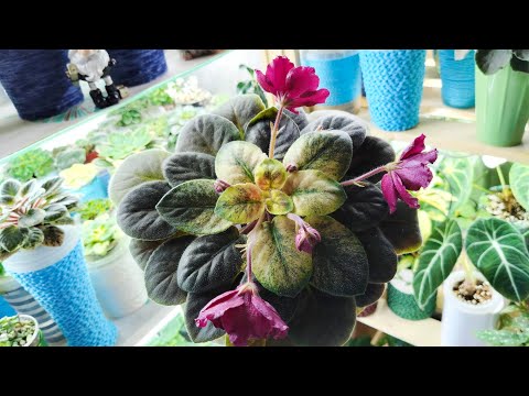 Видео: Обзор цветущих фиалок + пестролистники🥰🌷