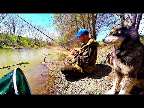 Видео: РЫБАЛКА НА ПОПЛАВОК - ПОЙМАЛ И СРАЗУ ЖАРЮ! САЗАН НА ЗАКИДУШКУ. ТАК ЗАПРЕТ? ИЛИ НЕТ?