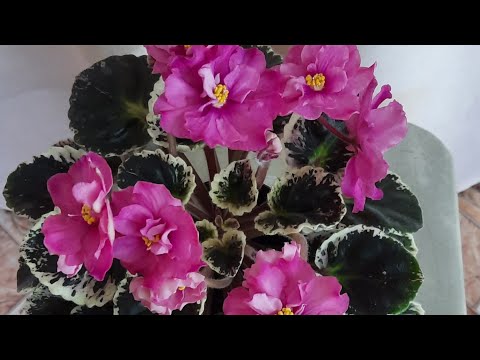Видео: Цветущие фиалки с названием сорта.