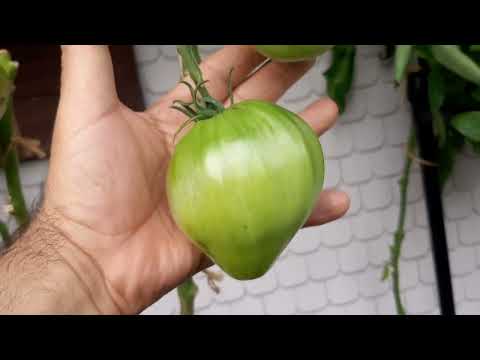 Видео: Доматите на тераската 28.08.2025