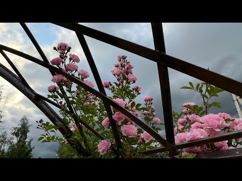 Видео: Обзор сада, новинки, темные ночи и МКС. 12 июля 2023 г.