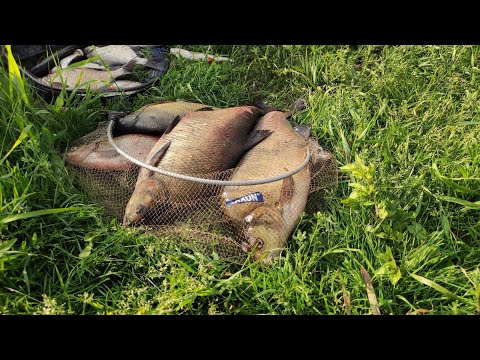 Видео: Гигантские лещи на реке. Фидер на реке. Ловля леща на реке. Река Днепр