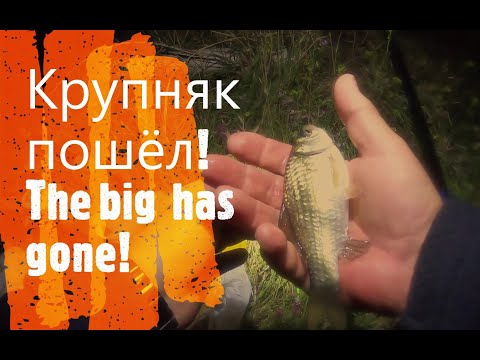Видео: Рыбалка на Голанах. Озеро "Датишное".( Бней Исраэль) Fishing in the Golan. Bnei Israel Lake .