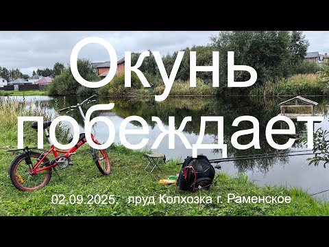Видео: Окунь побеждает. 02.09.2025. Пруд Колхозка. г. Раменское. Рыбалка в Подмосковье.