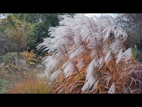 Видео: Кінець жовтня в моєму саду.🍁🍂 Що цікавого маю і що придбала.🤩📦