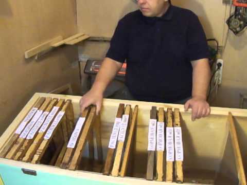 Видео: Как получить вощину? Пересаживаем пчёл с 300 на 460 рамки с доходом.