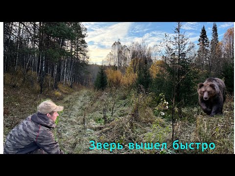 Видео: Сижу у медвежьей тропы под деревом. Зверь пришел очень быстро