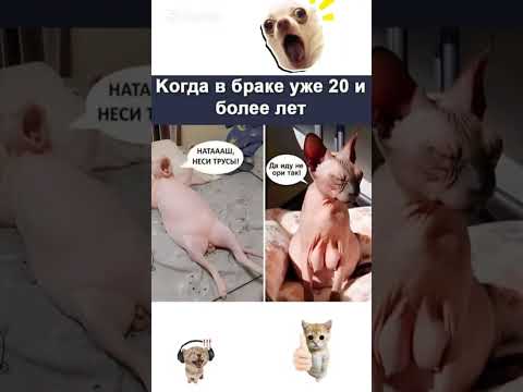 Видео: #смешныемоменты #юмор #жизньвкайф #анекдот #ржач #анекдоты #смех #позитив #прикол #хаха