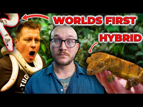 Видео: Рептилии, о существовании которых я не знал, на выставке рептилий в Тинли-парке