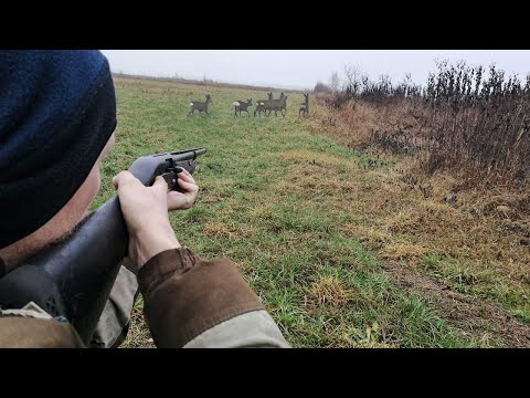 Видео: ЗАГОННАЯ ОХОТА НА КОСУЛЮ. Столько коз я ещё не видел!
