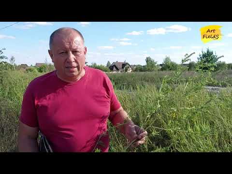 Видео: Амброзія полинолиста (Ambrosia artemisiifolia L.). Сергієнко Олексій.