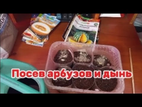 Видео: Посев арбузов и дынь от 28.04.2025.