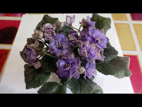 Видео: СОХНУТ И ЧЕРНЕЮТ ЛИСТЬЯ У ФИАЛКИ  ! КАК ОБНАРУЖИТЬ ТРИПСА !