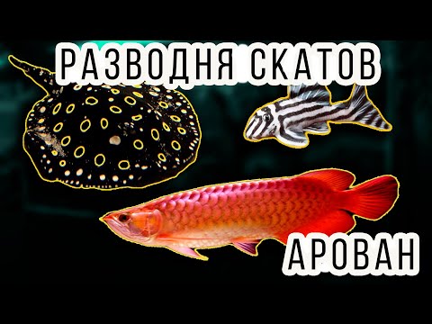 Видео: ПРОДВИНУТАЯ РАЗВОДНЯ АКВАРИУМНЫХ РЫБ! АРОВАНЫ, СКАТЫ И LСОМЫ! РЫБОРАЗВОДНЯ!