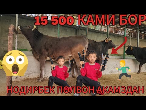 Видео: НОДИРБЕК ПОЛВОН АКАМЗДАН 1КОРИНГА ЭНГ ЗУЛАРИ БУГУН СОТУВДА МОЛАРДИ АРЗОН НАРХ АЙТИ КУЙДИ БУГУН 
