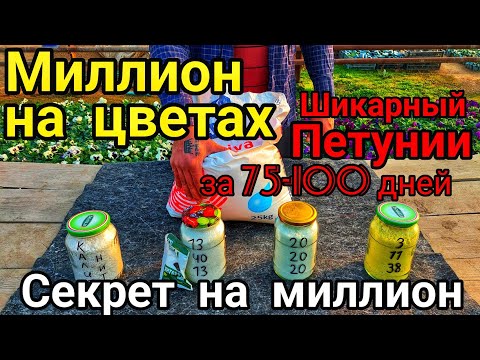 Видео: ВСЕГО ЧЕТЫРЕ УДОБРЕНИЯ от ПОСЕВА до ЦВЕТЕНИЯ ДЛЯ ШИКАРНЫХ ЦВЕТОВ📌Супер Петунии за 75-100 дней📌СЕКРЕТ