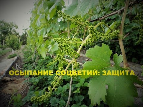 Видео: Осыпание соцветий винограда: как избежать