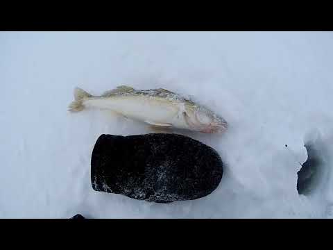 Видео: Ночная рыбалка на судака. Рыбалка с комфортом.