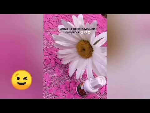 Видео: Секреты по выращиванию ромашки