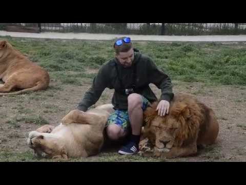 Видео: Львица Чоли хочет обнять туриста !!!