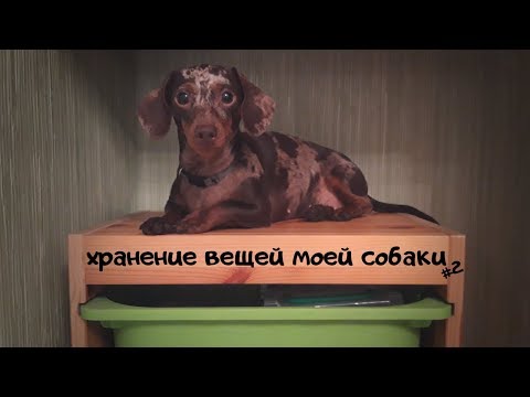 Видео: Все вещи моей собаки/хранение/room tour всех вещей моей собаки.