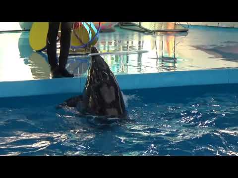 Видео: Дельфинарий в Сочи-Парк_2021