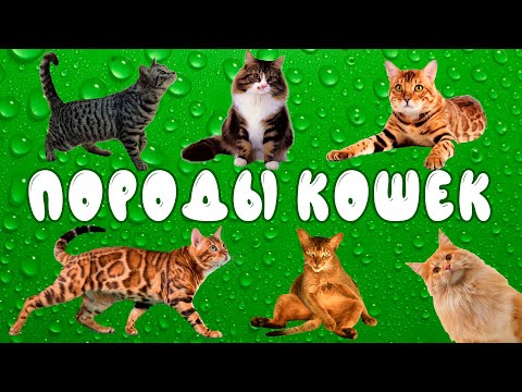 Видео: Породы кошек | развивающее видео для детей | карточки Домана