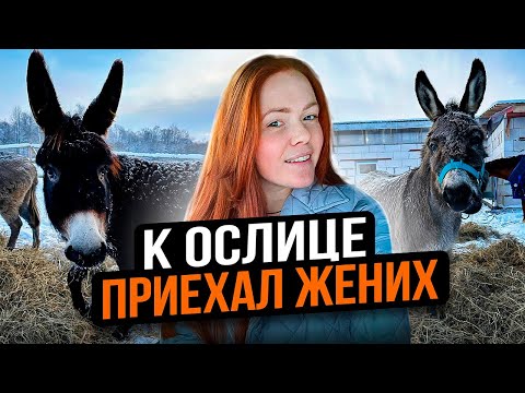 Видео: ОСЁЛ ИЗ ШРЕКА В ЖИЗНИ ОКАЗАЛСЯ АБЬЮЗЕРОМ | Ослица Сирена в шоке с жениха