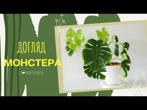 Видео: МОНСТЕРА 🌿 як доглядати 🌿🌿