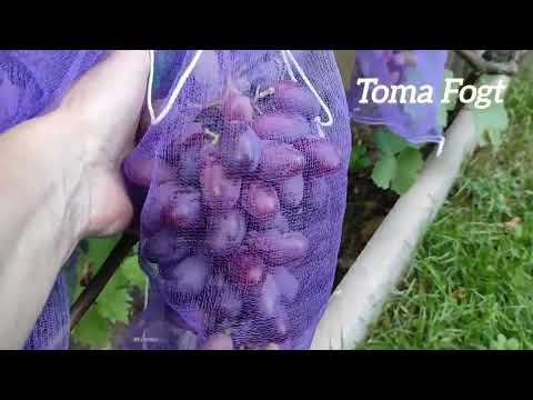 Видео: Самое первое условие для получения урожая винограда!Ответы на вопросы подписчиков.