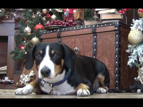 Видео: Энтлебухер зинненхунд Текила