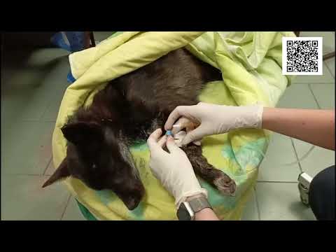 Видео: Она очень боится людей. Оливию прооперировали