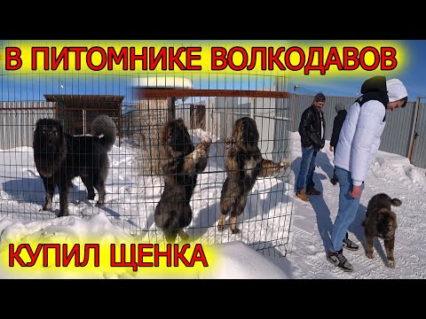 Видео: Купил щенка Кавказской овчарки! В питомнике Волкодавов!