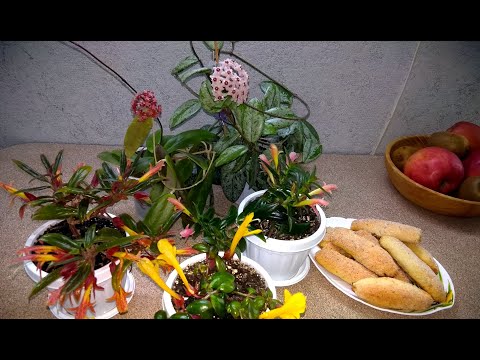 Видео: #Мои_комнатные_растения // #Цветут_цветы_среди_зимы