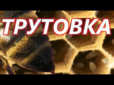 Видео: Как исправить трутовочную семью? Пчелы начинающим.