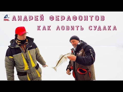 Видео: Судак на ратлины: что в коробке у чемпиона? Андрей Ферафонтов о секретах ловли судака на вибы зимой