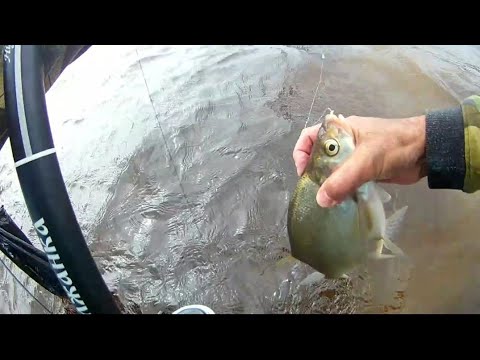 Видео: Устал от такой рыбалки, ловил густеров, чехонь и подлещика