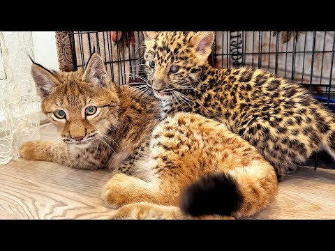 Видео: Рысёнок Тимка НАЧАЛ СТРАДАТЬ !!(( Смотреть всем! Для чего нужна кастрация? Зачем мучать? Отпустите!