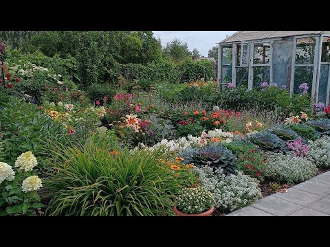 Видео: Цветочное безумие. Капуста декоративная, алиссум, гортензии и многое другое.