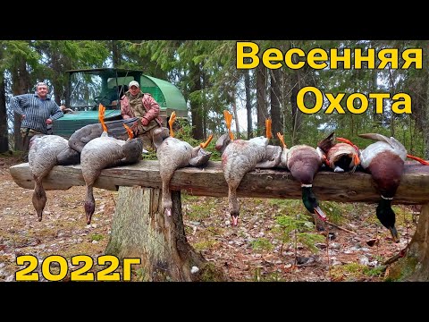 Видео: Охота на гуся весна 2022г.Живём и охотимся с Батей на болоте.Варим тушёнку из добытых гусей.(Часть1)