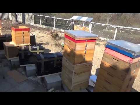 Видео: Заселяем альпийский улей.  Четвертая часть.