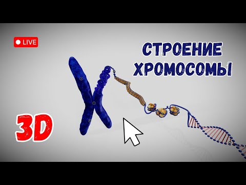 Видео: Строение хромосом. Изучаем в 3D