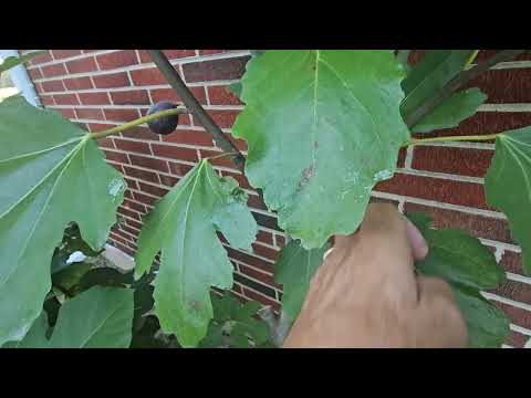 Видео: Пополняем вашу коллекцию инжира! Виолетта де Бордо. Наконец-то созрел! 1 октября 2025 г.